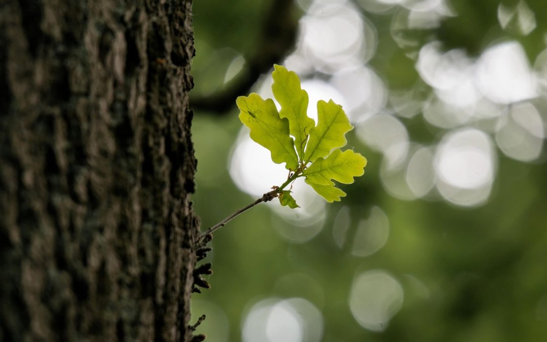 ANNABIS BALCANN OAK BARK GEL – um tubo para muitos problemas